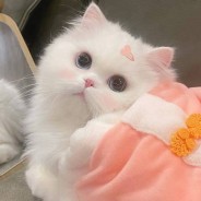 Happy_709339