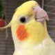 幼年鲁加