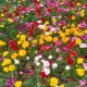 Happy_784526