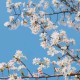 Happy_202523