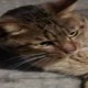 Happy_204166