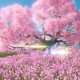 Happy_207389