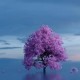 Happy_217374