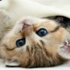 Happy_256239