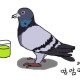 pigeon某人_x264