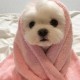 Happy_442479