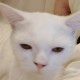 Happy_484038