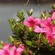 Happy_516252