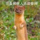 Happy_534270