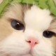 Happy_572704