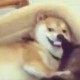 Happy_595756