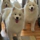 Happy_617241
