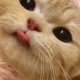 Happy_628819
