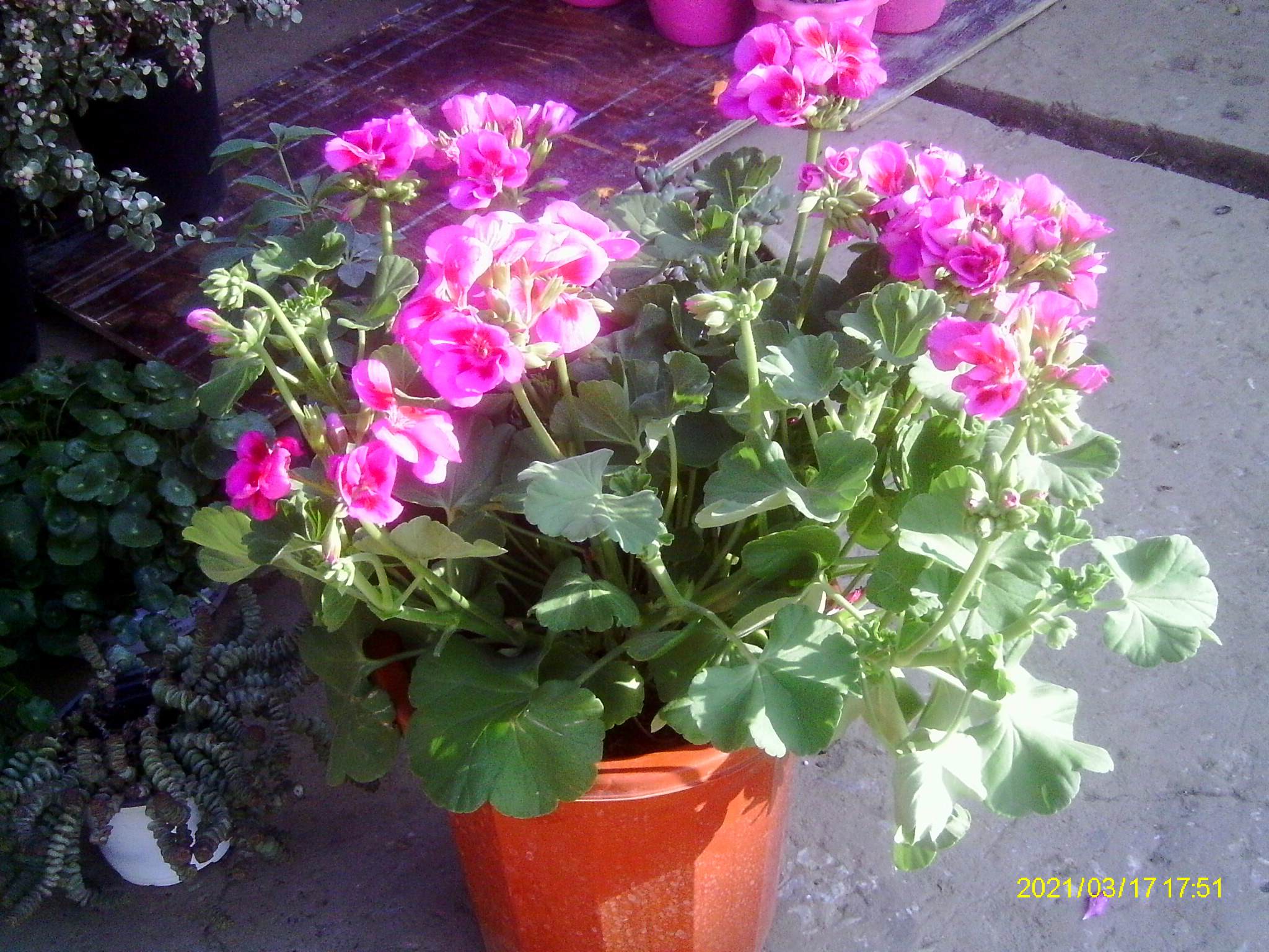 IMAG0042.JPG IMAG0042.JPG
